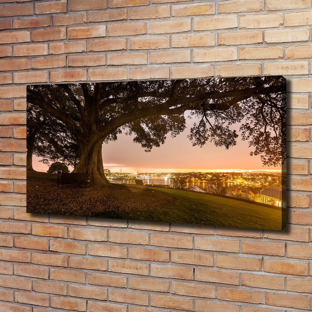 Tableau photo sur toile Vieil arbre