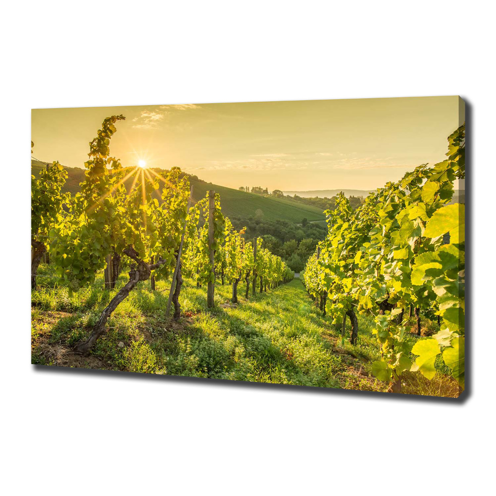 Tableau sur toile Vignobles