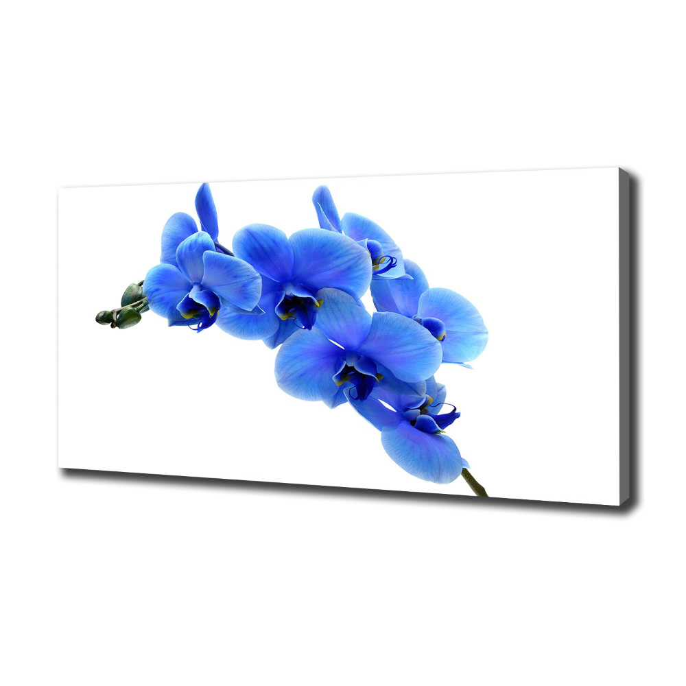 Tableau photo sur toile Orchidée bleue