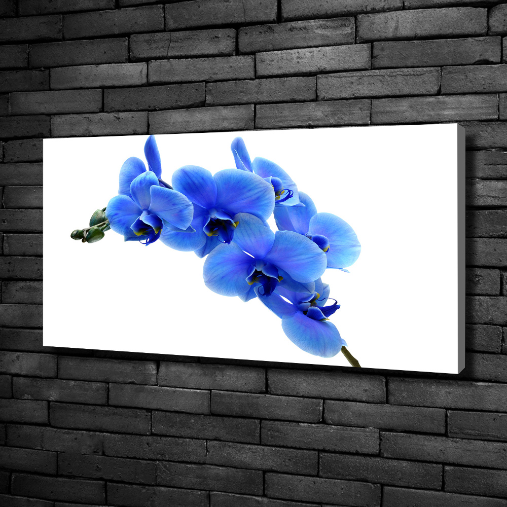 Tableau photo sur toile Orchidée bleue