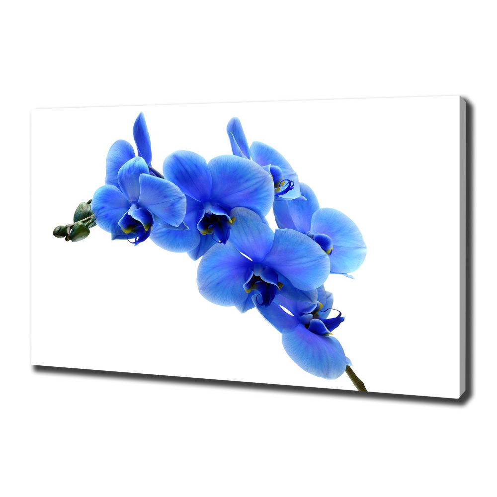 Tableau photo sur toile Orchidée bleue