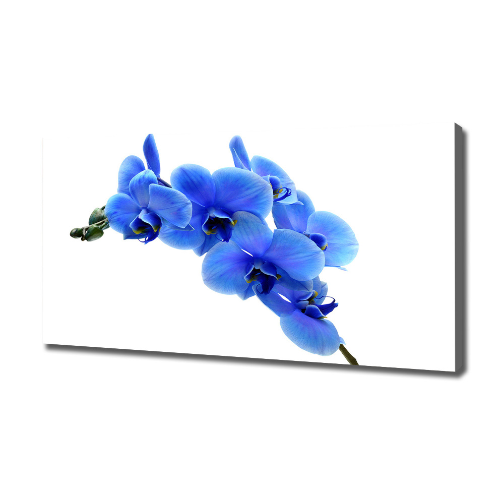 Tableau photo sur toile Orchidée bleue