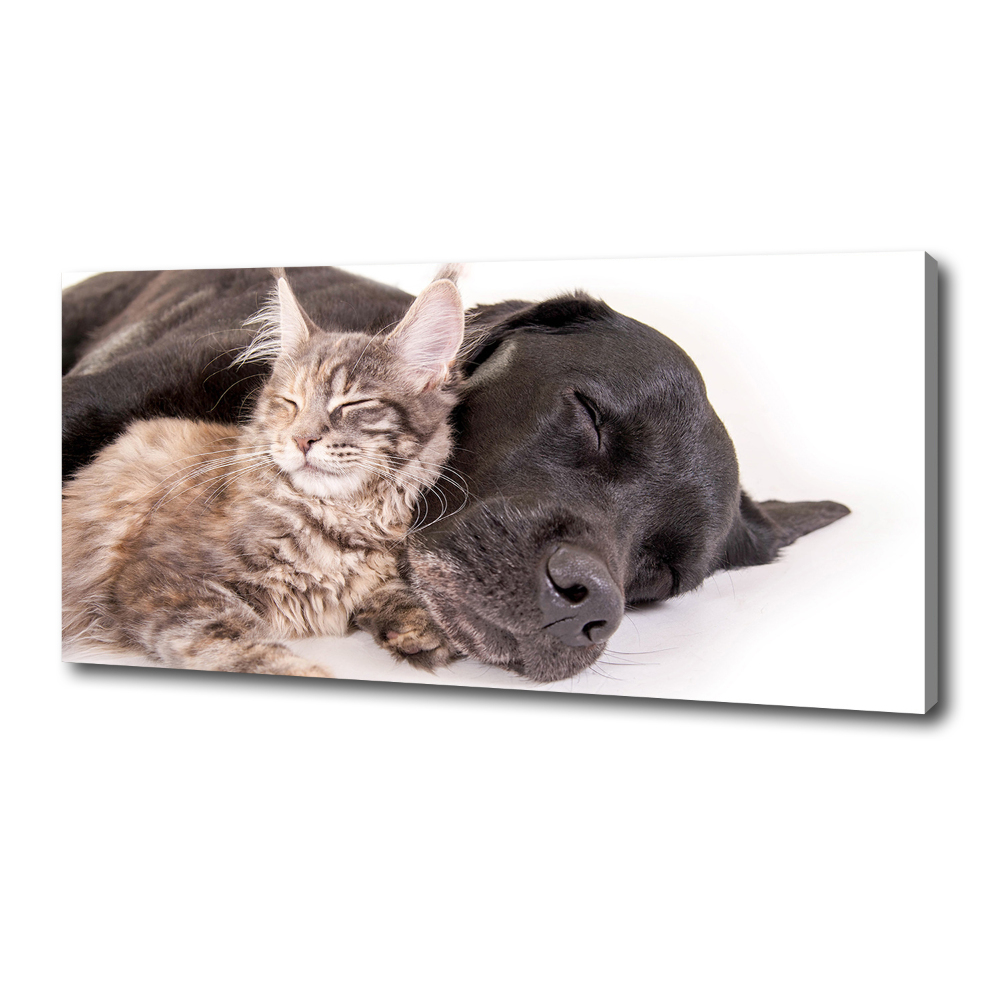 Tableau mural sur toile Chien et chat