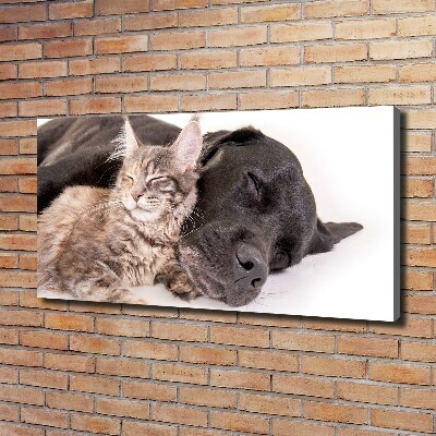 Tableau mural sur toile Chien et chat