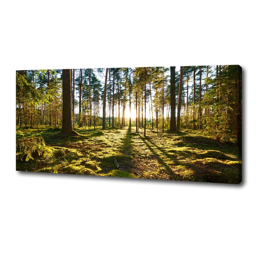 Tableau sur toile Forêt de pins