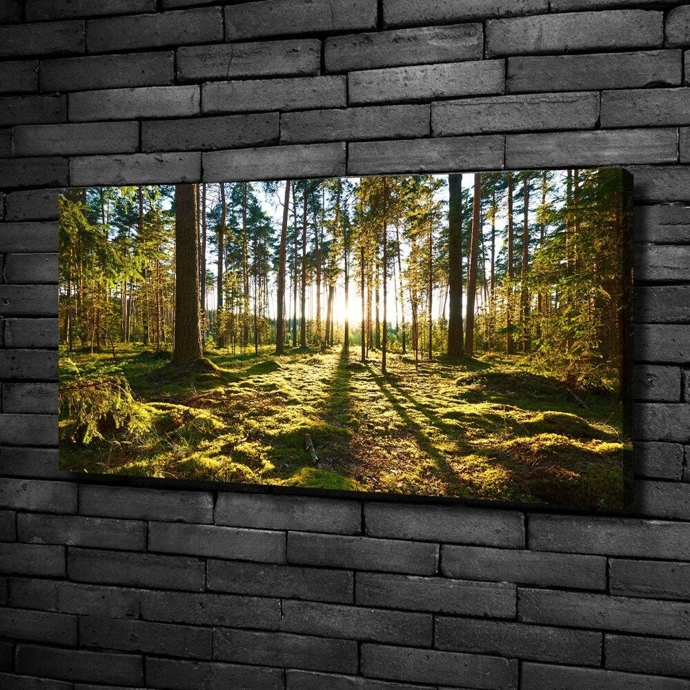 Tableau sur toile Forêt de pins