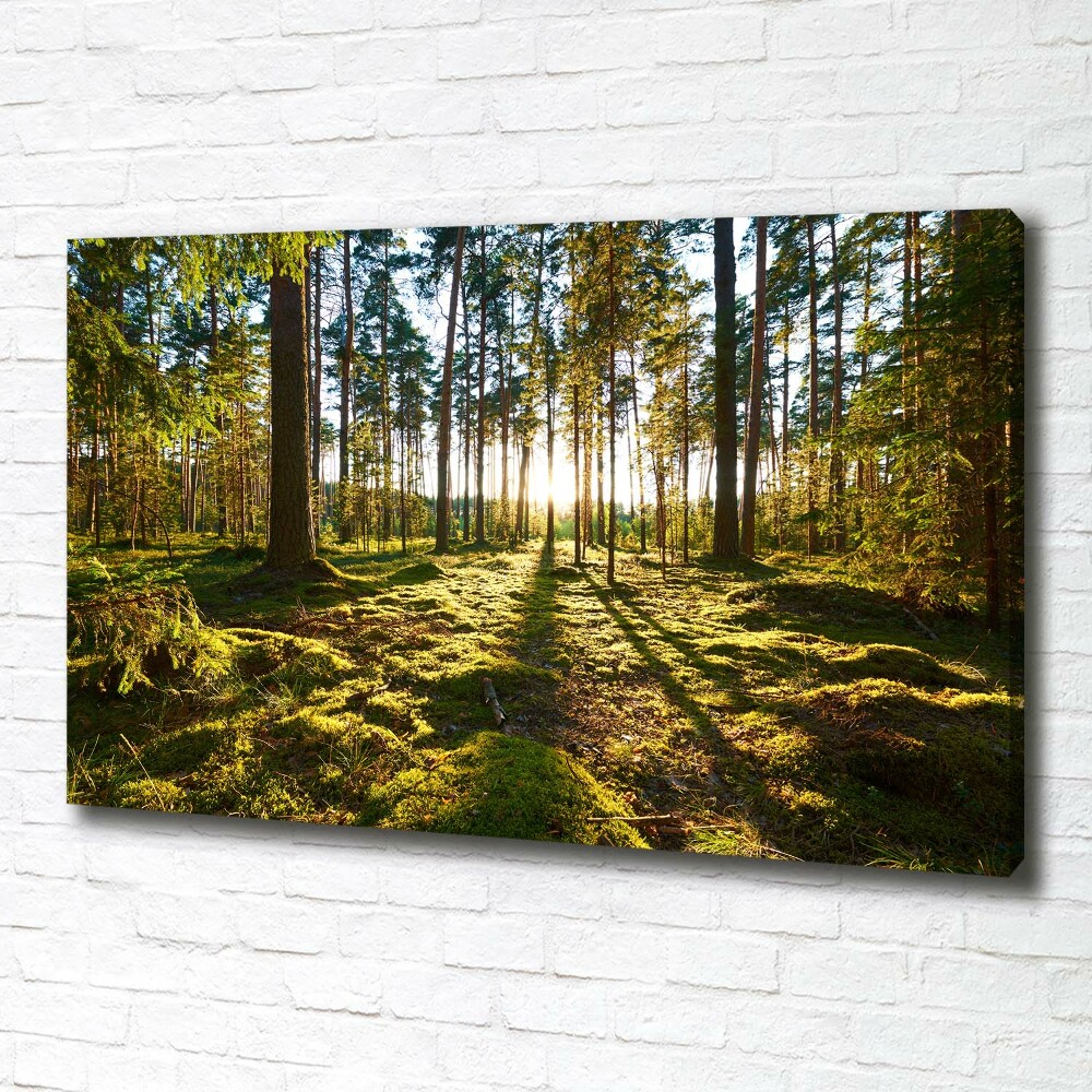 Tableau sur toile Forêt de pins