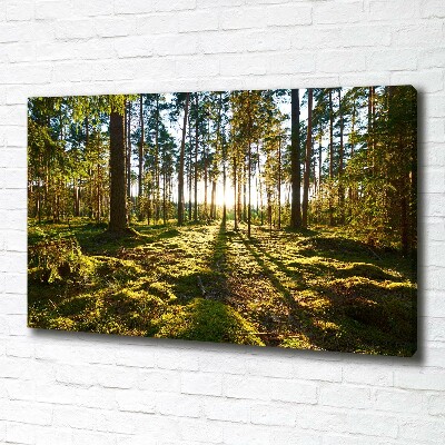 Tableau sur toile Forêt de pins