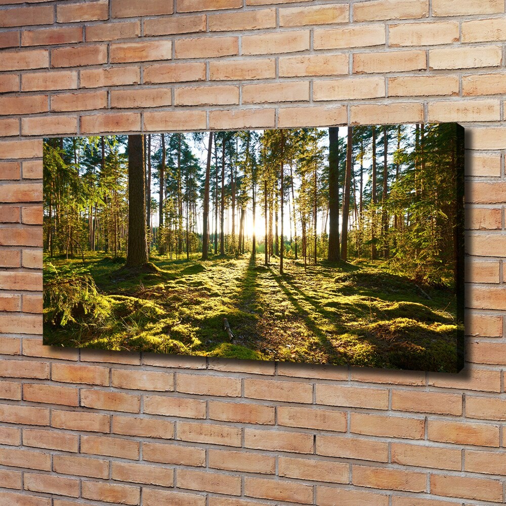 Tableau sur toile Forêt de pins