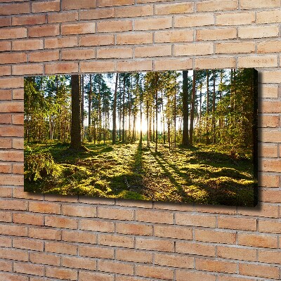 Tableau sur toile Forêt de pins