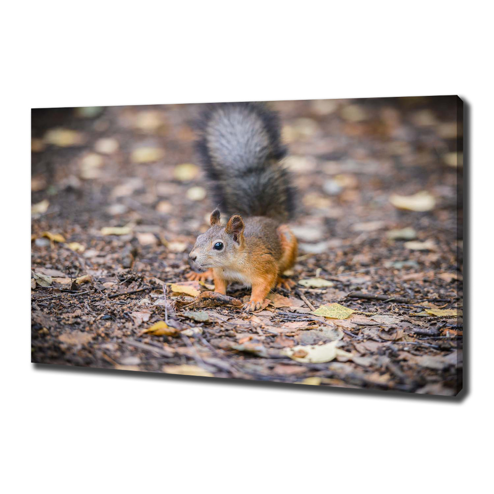 Tableau photo sur toile Écureuil