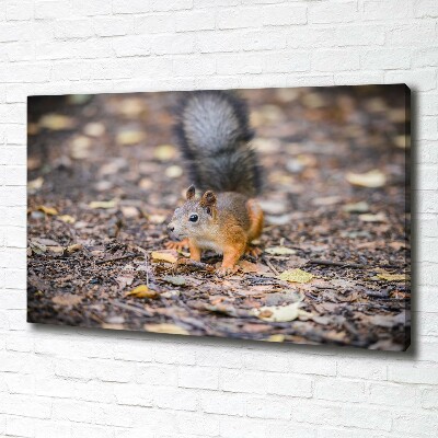 Tableau photo sur toile Écureuil