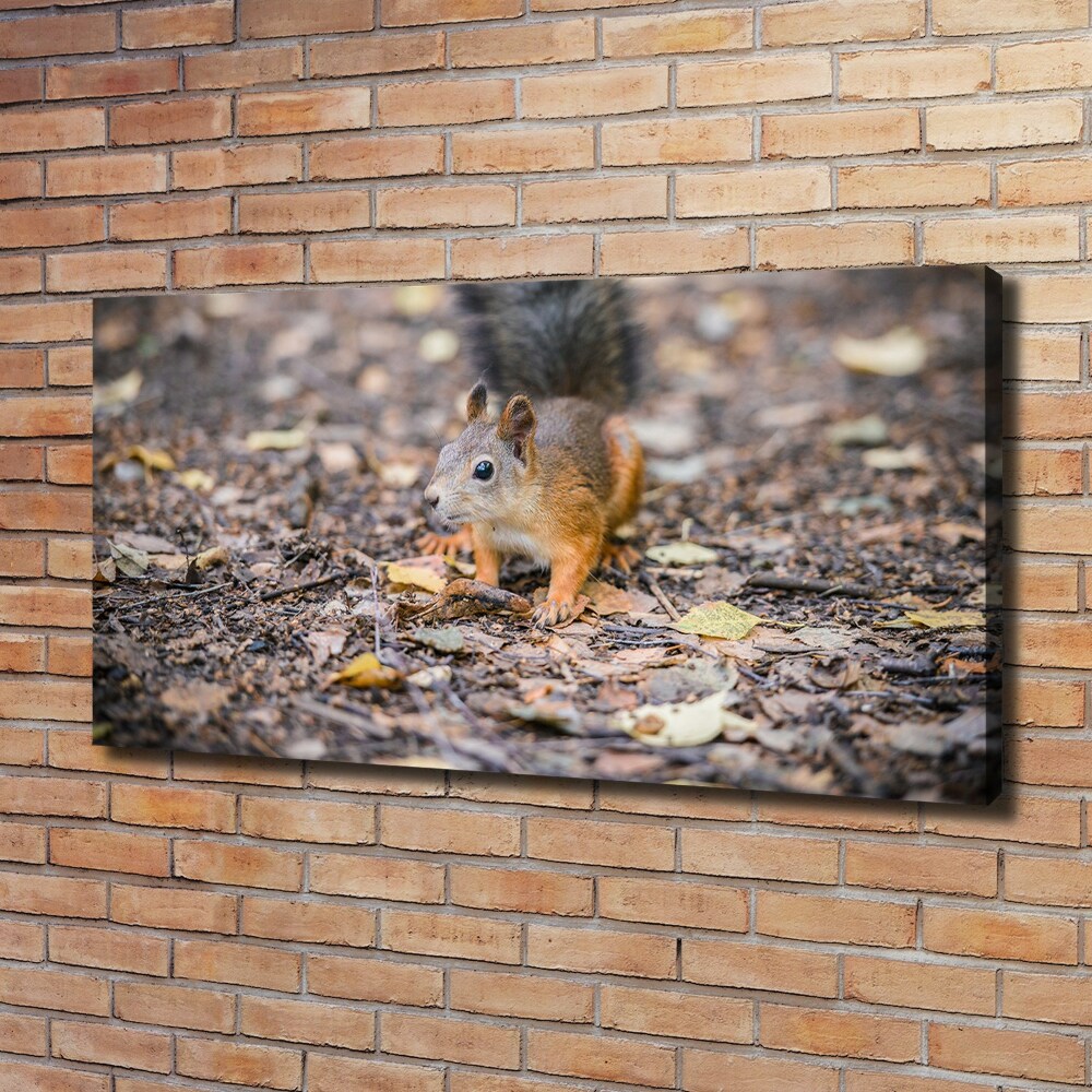 Tableau photo sur toile Écureuil