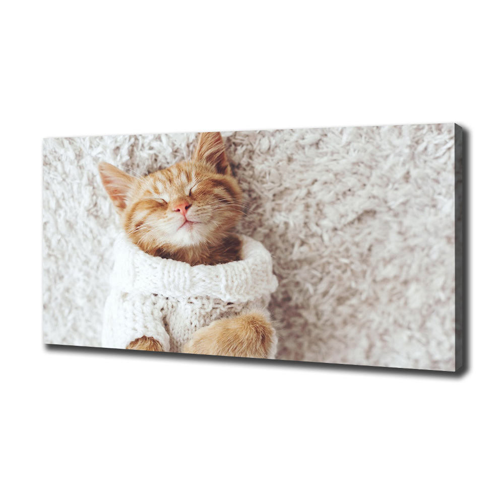 Tableau imprimé sur toile Chat en pull-over