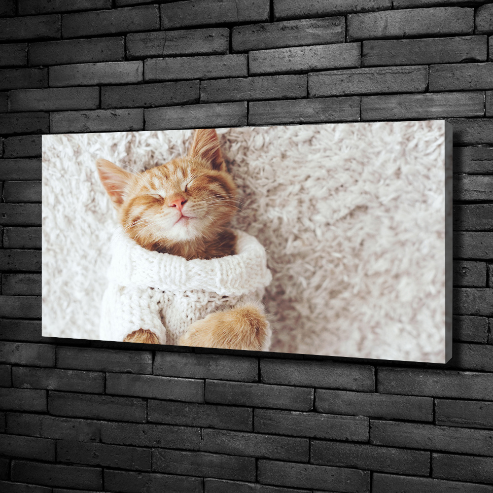 Tableau imprimé sur toile Chat en pull-over