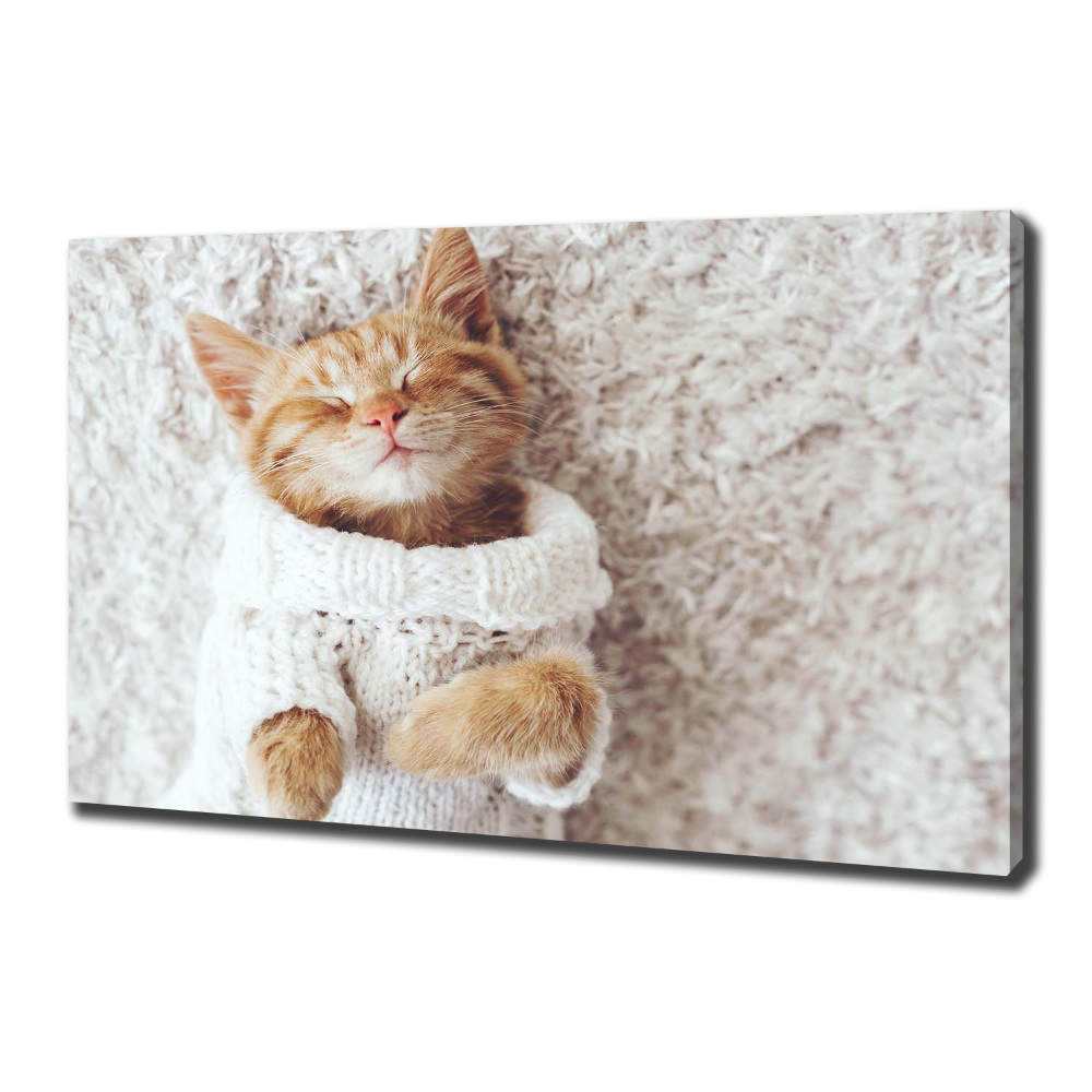 Tableau imprimé sur toile Chat en pull-over