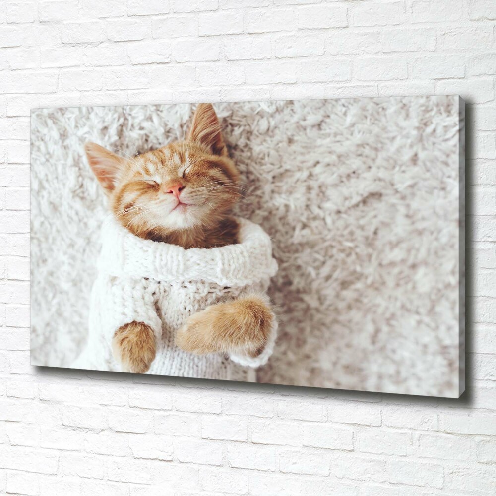 Tableau imprimé sur toile Chat en pull-over