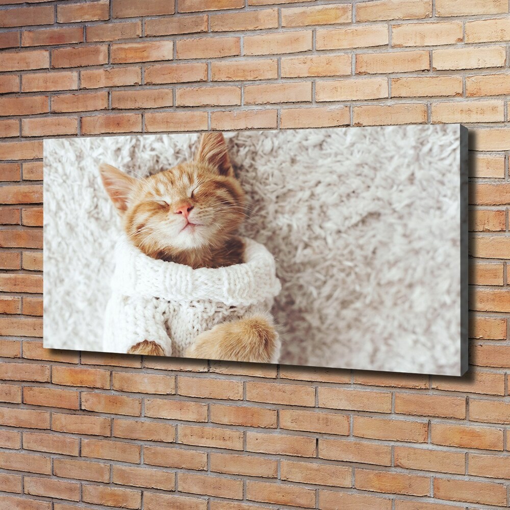 Tableau imprimé sur toile Chat en pull-over