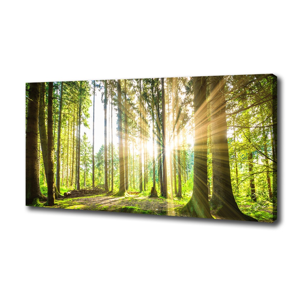 Tableau mural sur toile Forêt au soleil