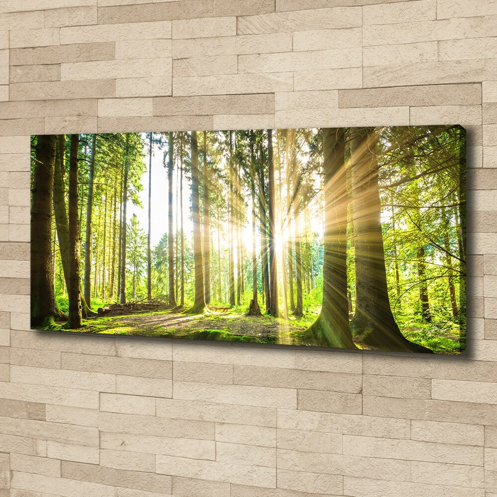 Tableau mural sur toile Forêt au soleil