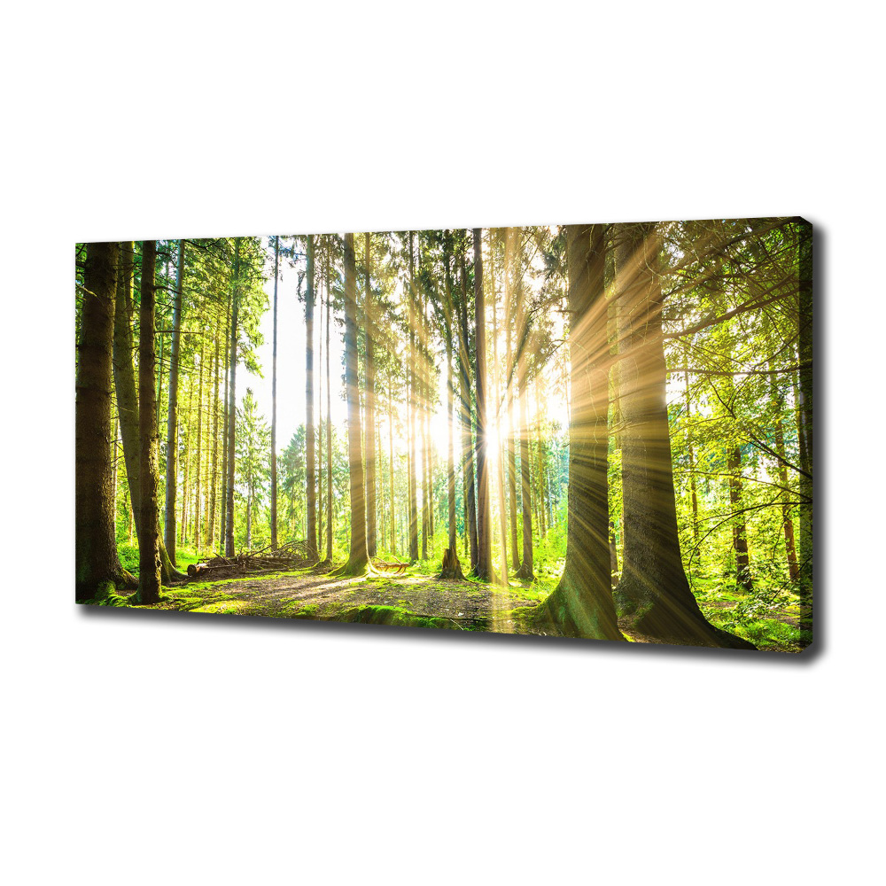 Tableau mural sur toile Forêt au soleil