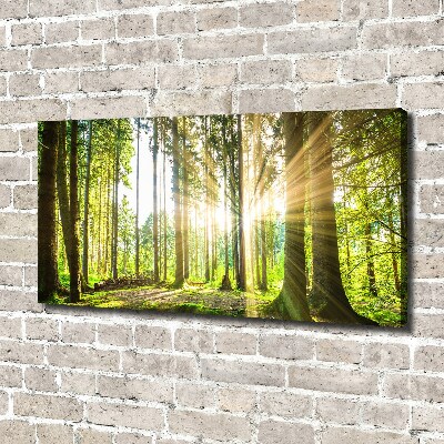 Tableau mural sur toile Forêt au soleil