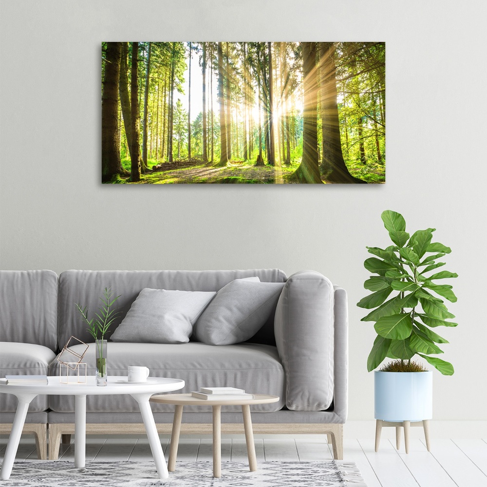 Tableau mural sur toile Forêt au soleil