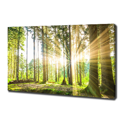 Tableau mural sur toile Forêt au soleil