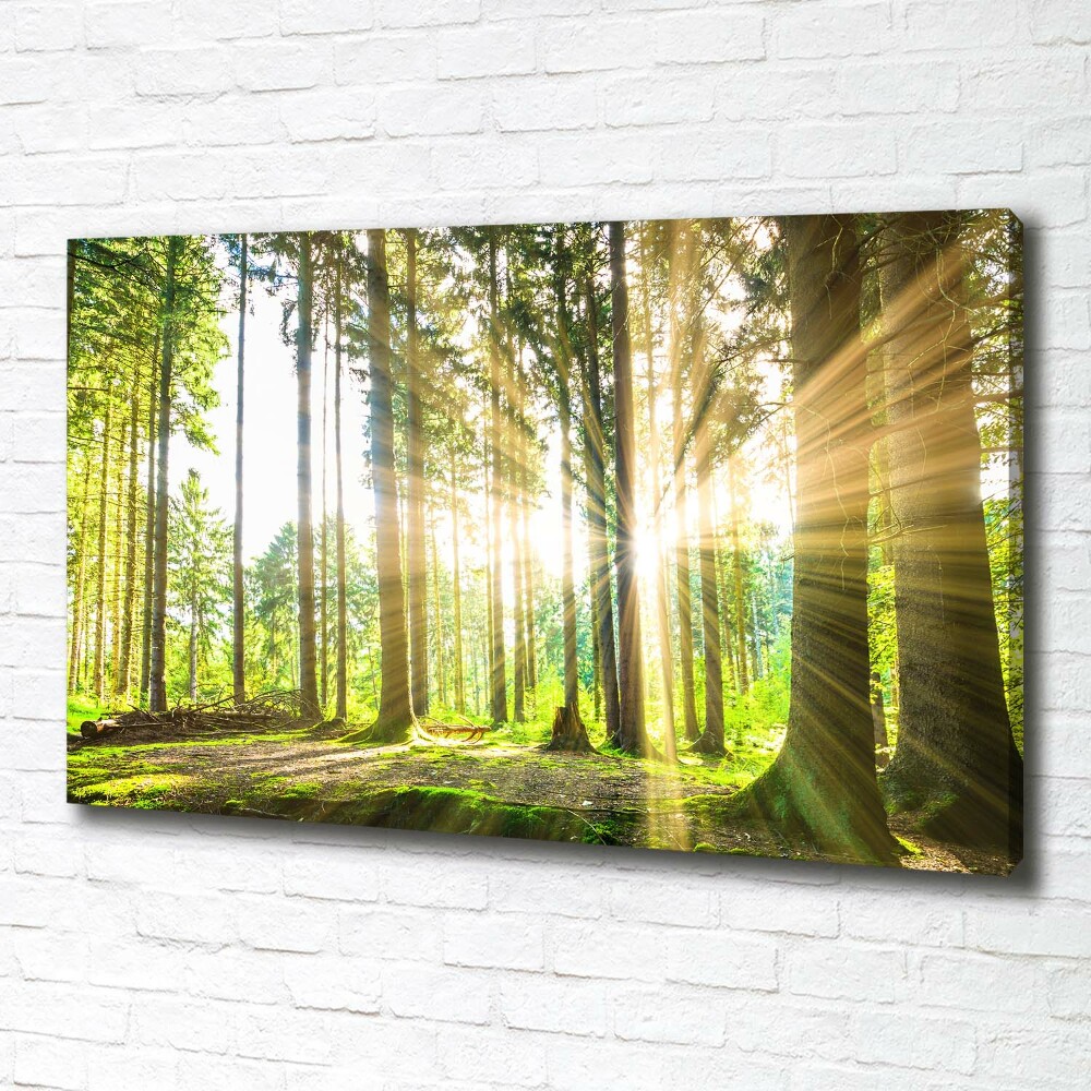 Tableau mural sur toile Forêt au soleil