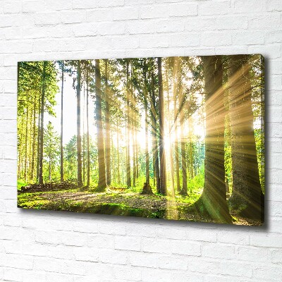 Tableau mural sur toile Forêt au soleil