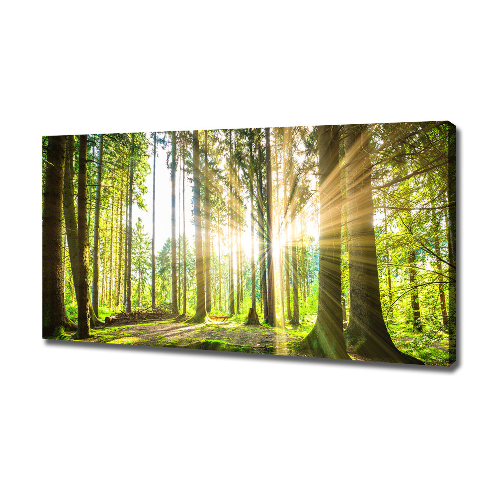 Tableau mural sur toile Forêt au soleil