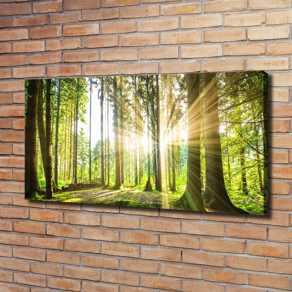 Tableau mural sur toile Forêt au soleil