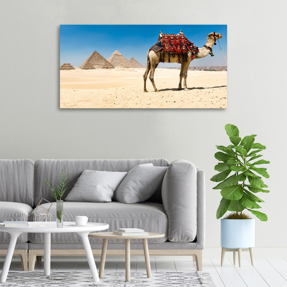 Tableau sur toile Chameau au Caire