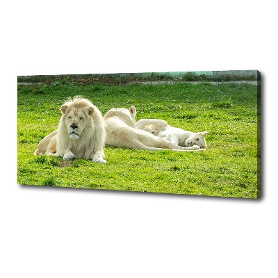 Tableau photo sur toile Lions beiges