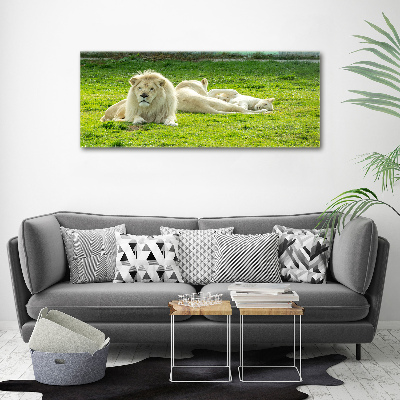 Tableau photo sur toile Lions beiges