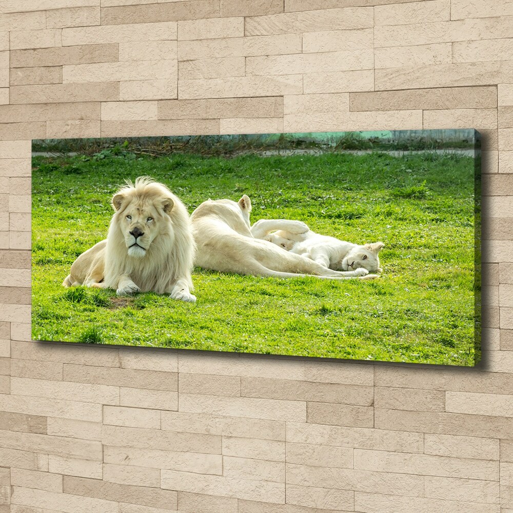 Tableau photo sur toile Lions beiges