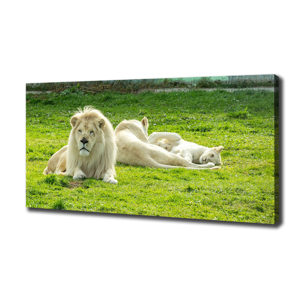 Tableau photo sur toile Lions beiges