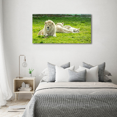 Tableau photo sur toile Lions beiges