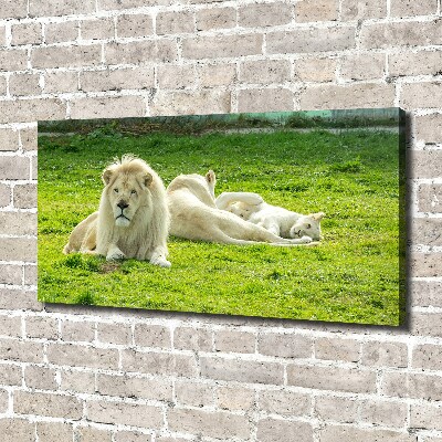 Tableau photo sur toile Lions beiges