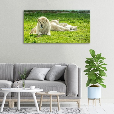 Tableau photo sur toile Lions beiges