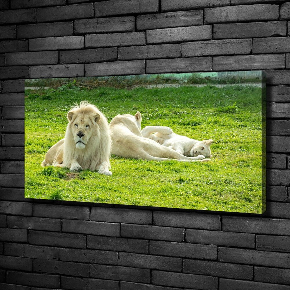 Tableau photo sur toile Lions beiges