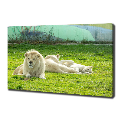 Tableau photo sur toile Lions beiges