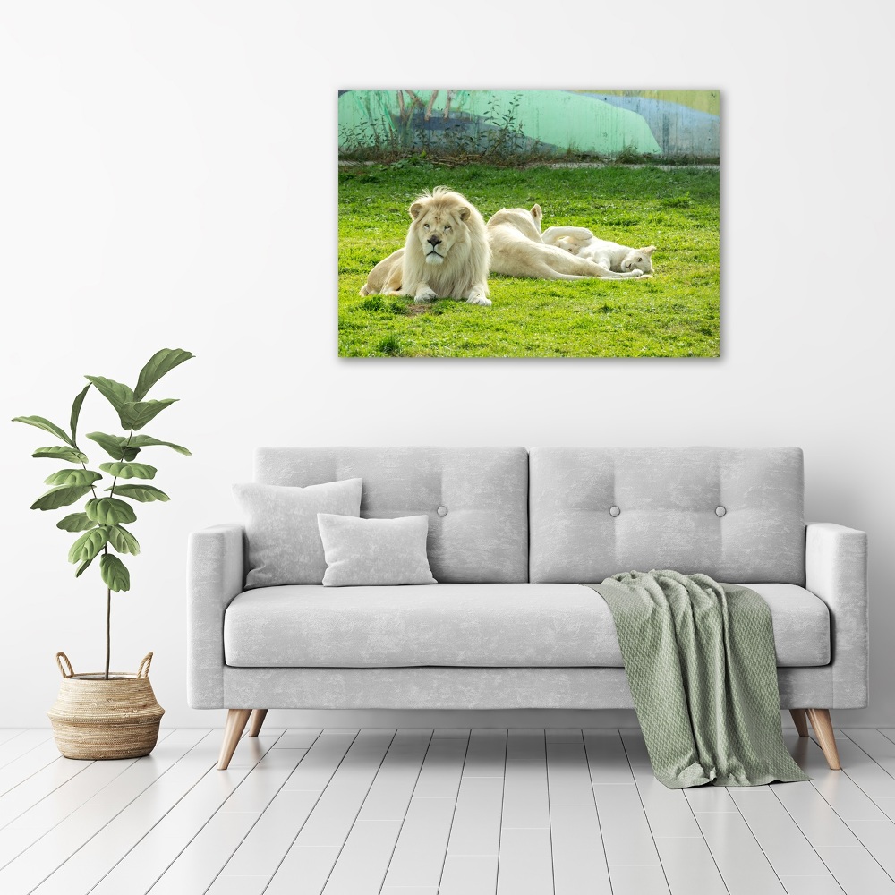 Tableau photo sur toile Lions beiges