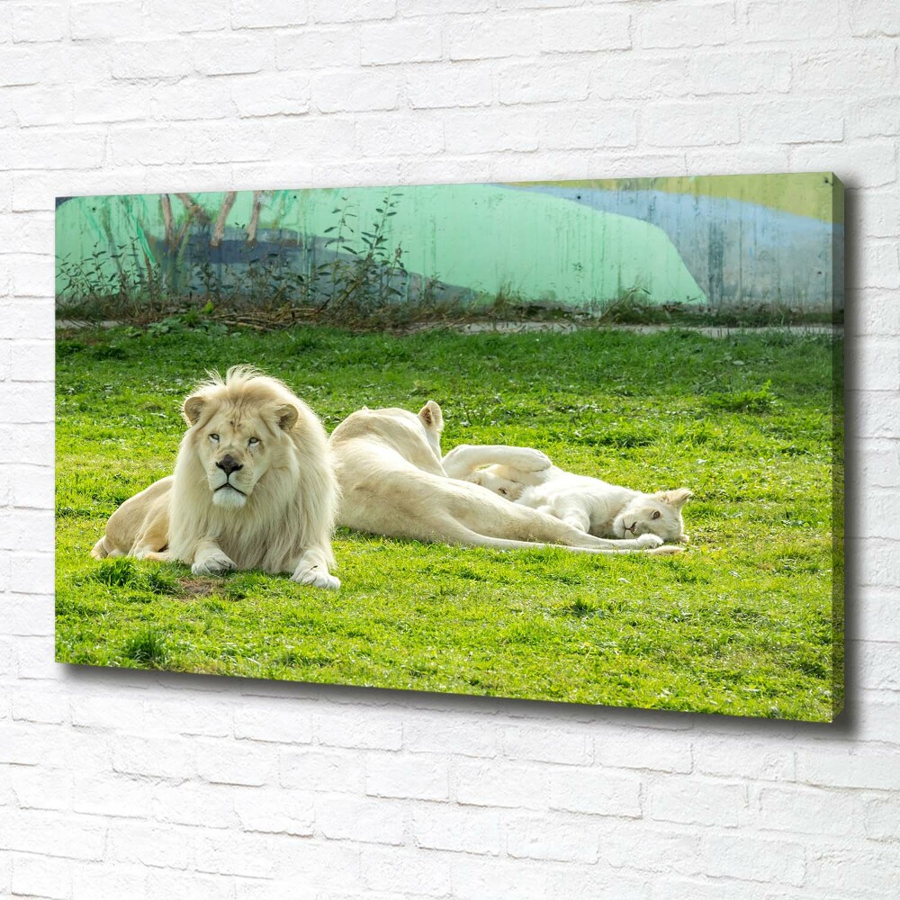 Tableau photo sur toile Lions beiges