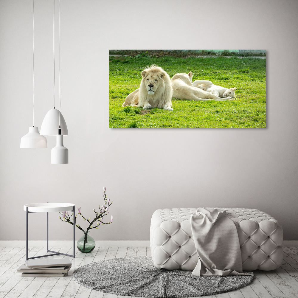 Tableau photo sur toile Lions beiges