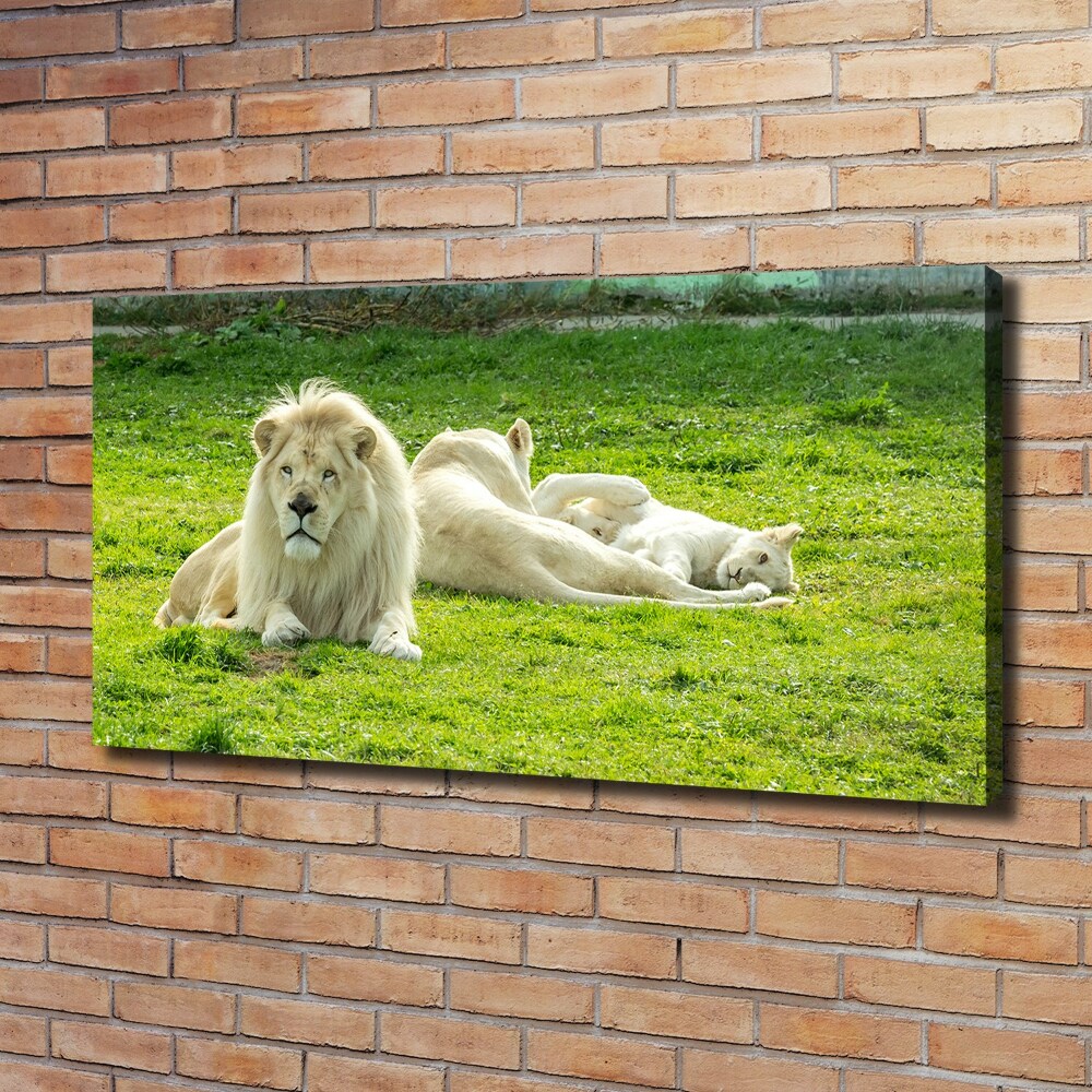 Tableau photo sur toile Lions beiges