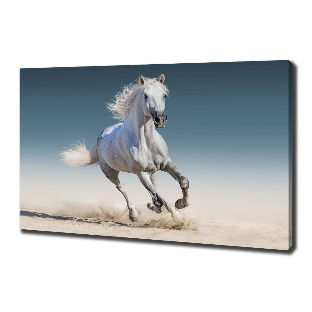 Tableau photo sur toile Cheval blanc au galop