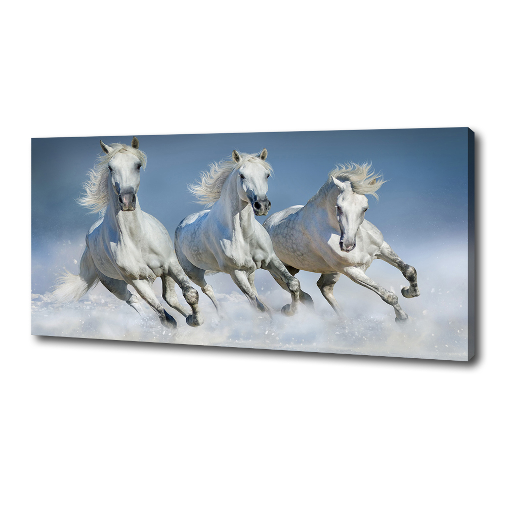 Tableau photo sur toile Chevaux de marche