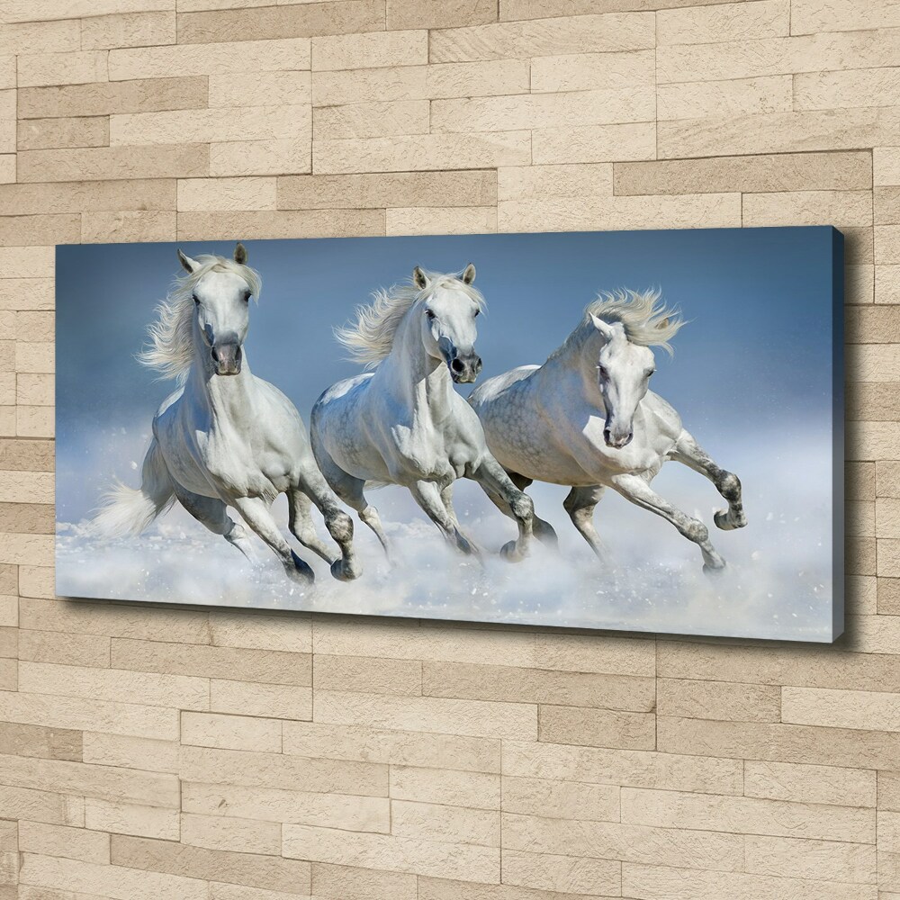 Tableau photo sur toile Chevaux de marche