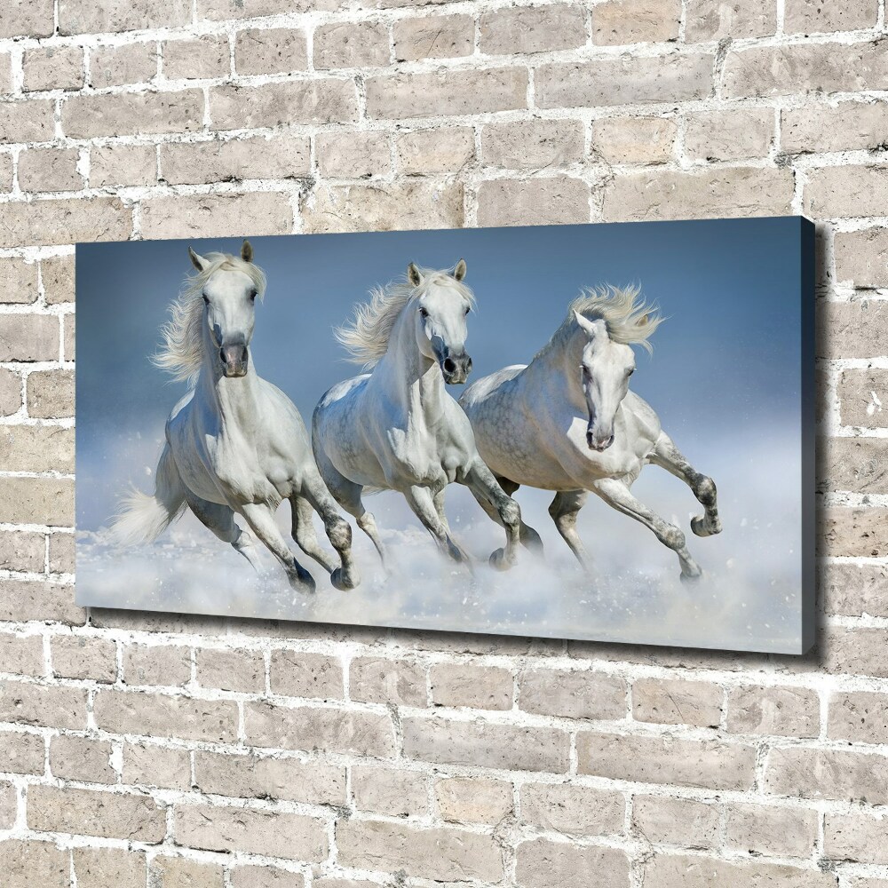 Tableau photo sur toile Chevaux de marche